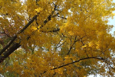 Golden Canopy