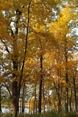 Fall in the Forest