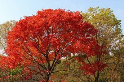 West Branch Fall