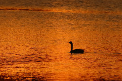 Goose at Sunset