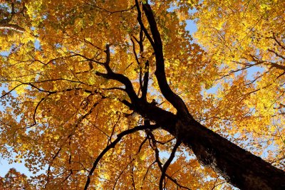 Fall Maple