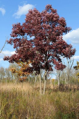 Fall Tree on the Prairie
