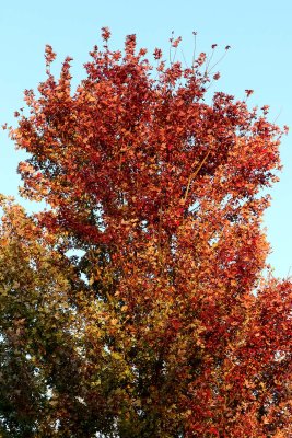 Orange All Over