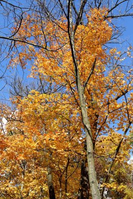 Peak Tree