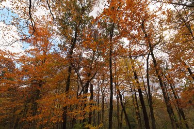 Overcast Orange