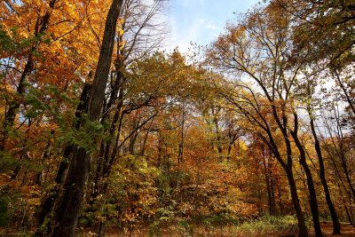 Autumn's Palette