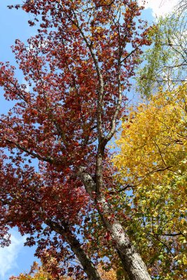 Autumn Color Tones