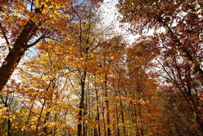 October Orange