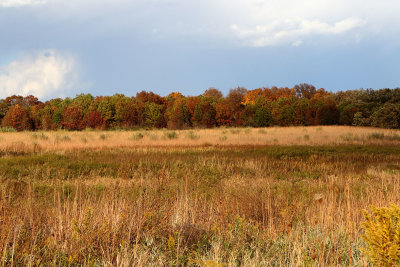 Fall Along the Prairie