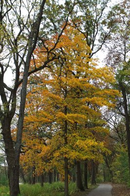The Path to Fall
