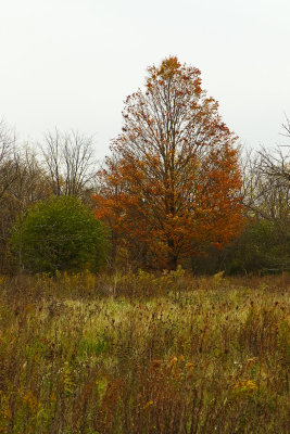 Gone Before November