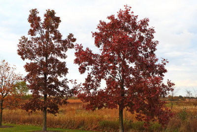 Two Trees Are In