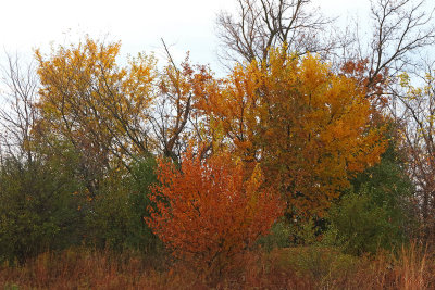 Trees in Three