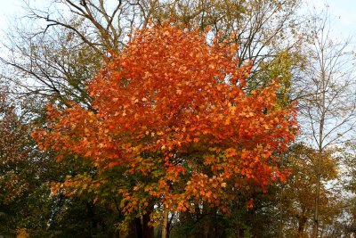 Lots of Leaves