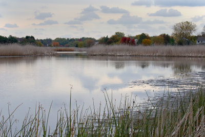 Fall Wetland