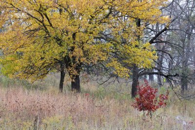 Fall Small