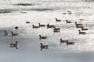 Gathering of the Geese