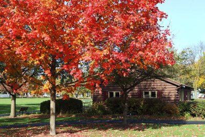 Fall in the Park