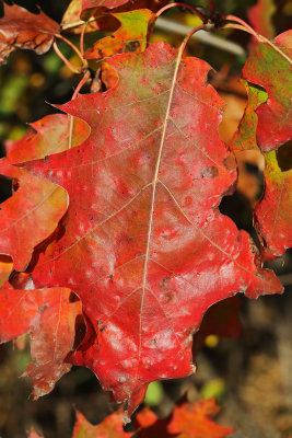 Fall Oak