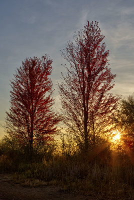 Fall at Sunset