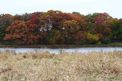 Color on the Pond