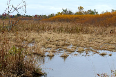 Autumn Along the Creek 