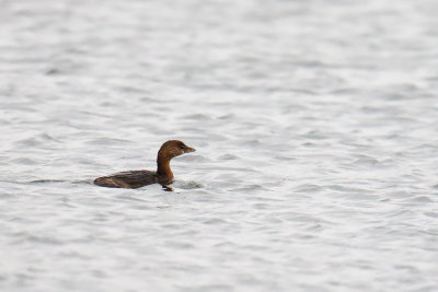 Little in the Lake