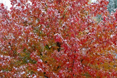 Frosted Fall