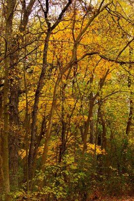 Fall Forest