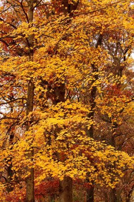 Golden Autumn