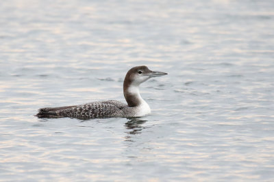 Loon in the Lake