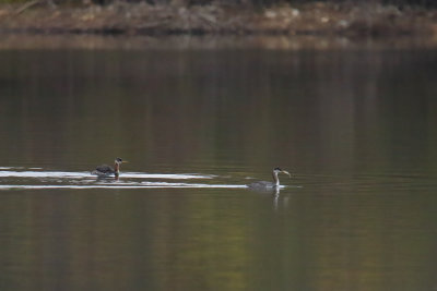 Grebes on the Go