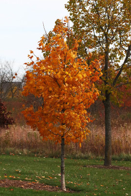 Little Autumn
