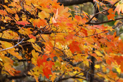 Gold and Orange