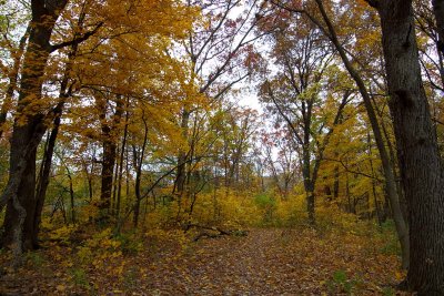 Path Through Fall