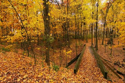 Golden Autumn