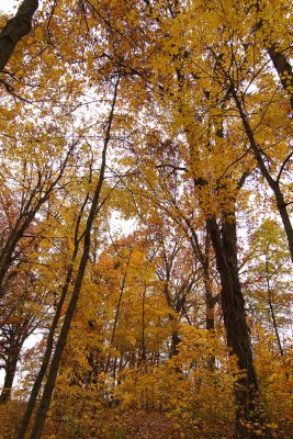 Midwestern Fall