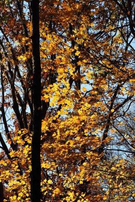 Leaves in Late Light