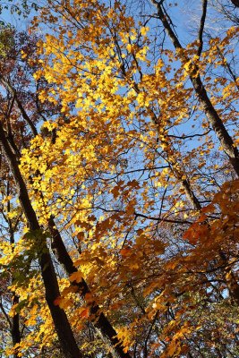 Highlighted Fall