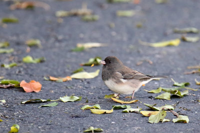 November Snowbird