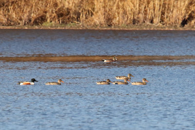 Teasing a Teal