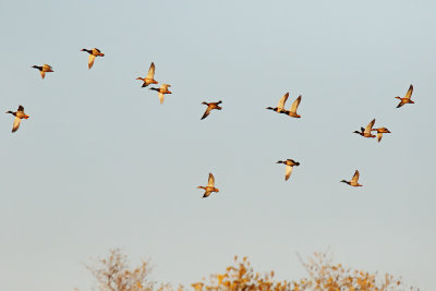 Movement of Mallards