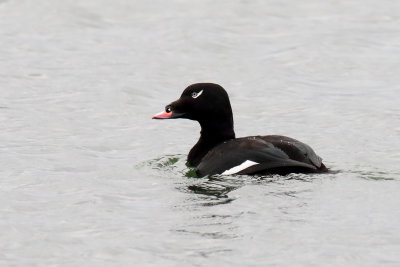 Diving Duck