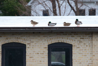 Rooftop Seating