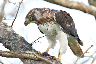 Raptor with a Meal