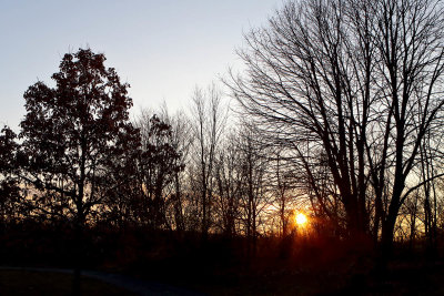 Trees Losing Light