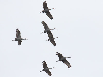 Cranes Overhead