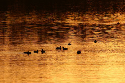 Golden Ducks