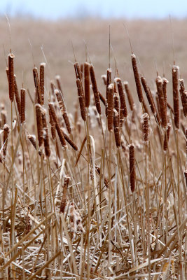 Fall Cattails