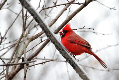 Bright Bird on a Dull Day